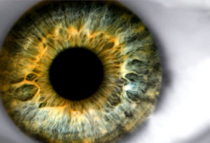 oculoplastics
